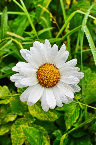 Chamomile or camomile blooming close - up view — Stock Photo, Image