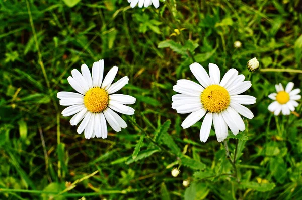 Camomille ou camomille fleurissant de près - vue en gros plan — Photo