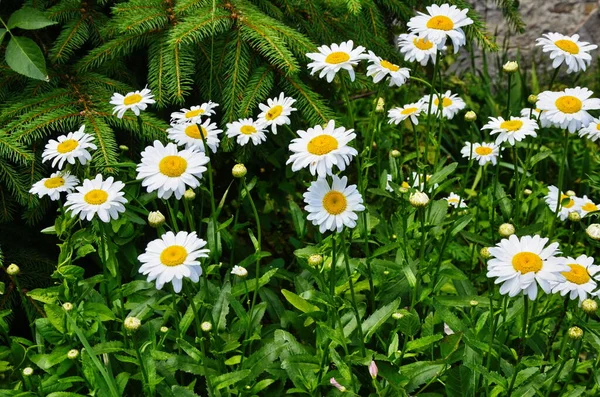 Camomilla o camomilla in fiore da vicino - vista dall'alto — Foto Stock