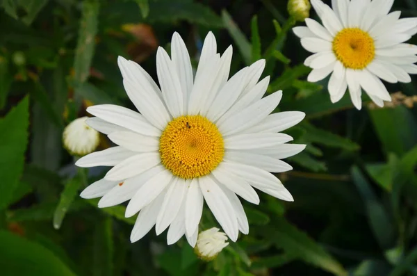 Camomilla o camomilla in fiore da vicino - vista dall'alto — Foto Stock