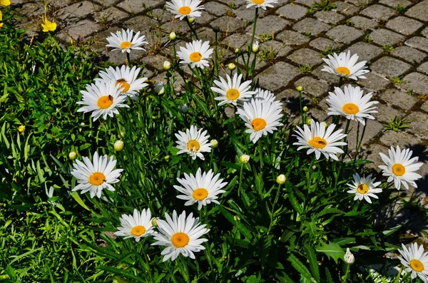 Camomilla o camomilla in fiore da vicino - vista dall'alto — Foto Stock