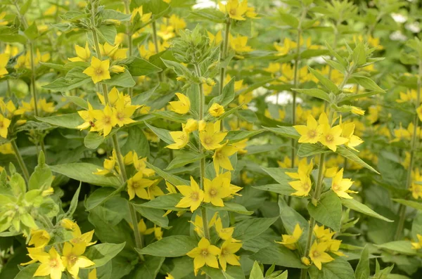 Lysimachia vulgaris, a sárga laza élet vagy kerti lazaság, egy lágyszárú évelő virágzó növény a család Primulaceae. — Stock Fotó