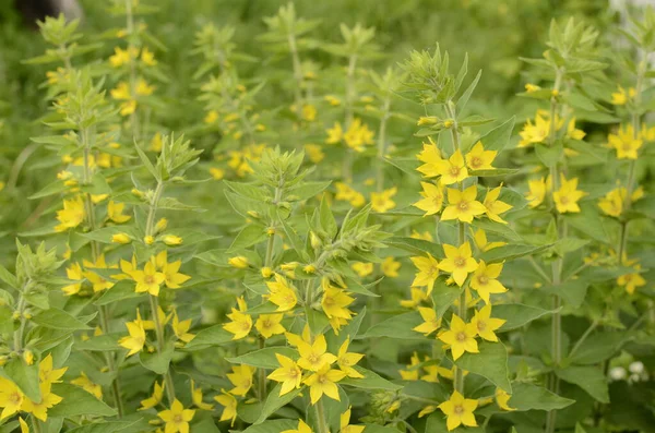 兰科植物（英语：Lysimachia vulgaris）是一种多年生草本植物，属植物属植物，黄松或花园松. — 图库照片