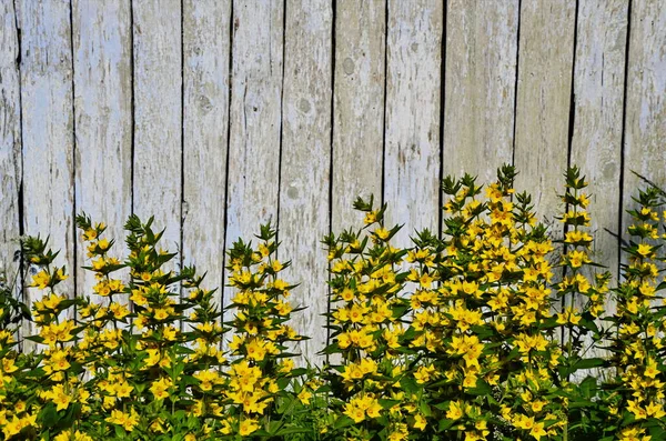 Lysimachia vulgaris, жовтий розчинник або садовий розчинник, - це рослинна багаторічна квіткова рослина в родині Primulaceae.. — стокове фото