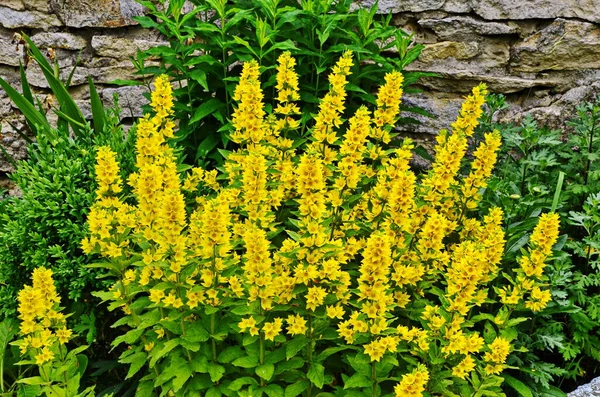 Lysimachia vulgaris, Primulaceae familyasından bir çiçekli bitkidir..