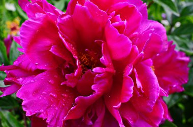 Pembe şakayıklar ve kırmızı şakayıklar şakayık bahçesinde çiçek açar..