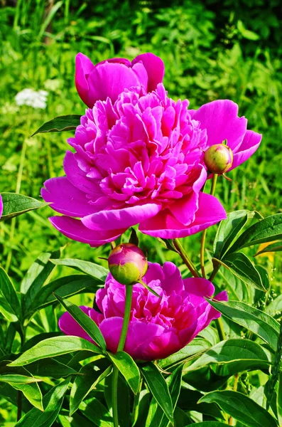 Pink peonies and red peonies flower bloom in peonies garden.