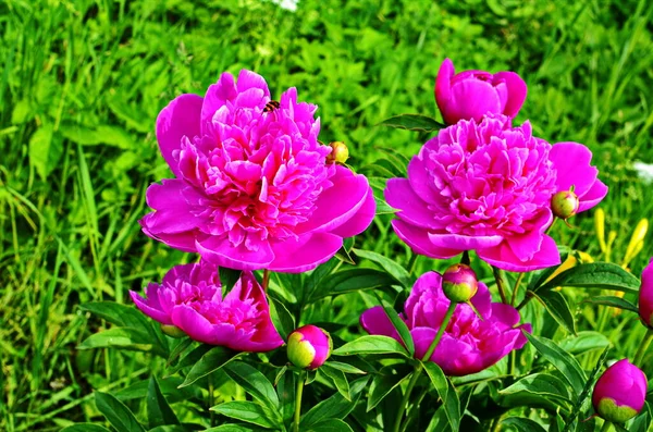 Roze pioenrozen en rode pioenrozen bloeien in pioenrozen tuin. — Stockfoto