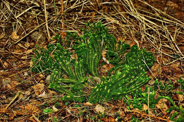 Lycopodium (Lycopodium clavatum) nella foresta — Foto Stock