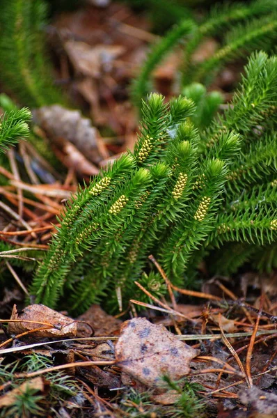Likopodium (Lycopodium clavatum) w lesie — Zdjęcie stockowe