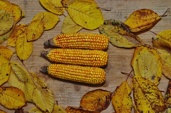 Száraz kukorica rusztikus csendélet természetes alapon — Stock Fotó