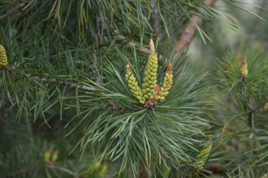 Çam kozalaklarının tomurcukları ve güneş ışığında bir çam ağacının dallarında yeşil iğneler. Doğa arkaplanı kavramı.