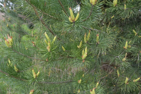 太陽の下で松の木の枝に松のコーンと緑の針の開花芽 自然背景の概念 — ストック写真