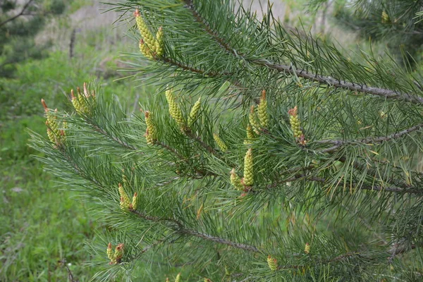 Botões Floridos Cones Pinheiro Agulhas Verdes Nos Ramos Pinheiro Luz — Fotografia de Stock