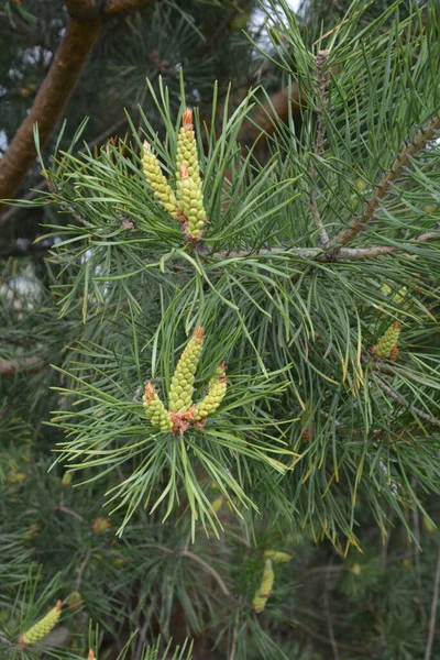 Blommande Knoppar Kottar Och Gröna Nålar Grenarna Tall Solljuset Begreppet — Stockfoto