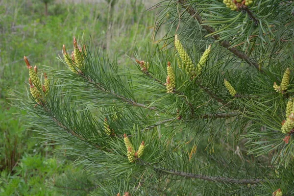 Brotes Florecientes Conos Pino Agujas Verdes Las Ramas Pino Luz — Foto de Stock