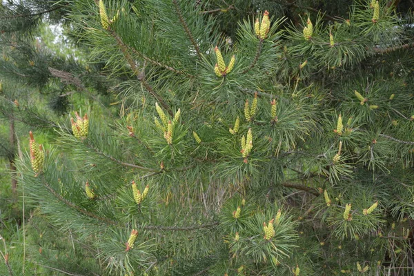 Botões Floridos Cones Pinheiro Agulhas Verdes Nos Ramos Pinheiro Luz — Fotografia de Stock