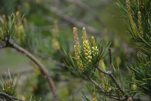 Blommande Knoppar Kottar Och Gröna Nålar Grenarna Tall Solljuset Begreppet — Stockfoto