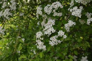 İlkbaharda bir Hawthorn ağacının çiçeği, Crataegus monogyna. Hawthorn (Crataegus oxyacanta) tıbbi bir bitkidir..