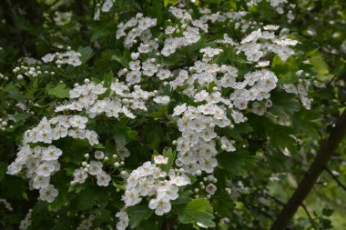 İlkbaharda bir Hawthorn ağacının çiçeği, Crataegus monogyna. Hawthorn (Crataegus oxyacanta) tıbbi bir bitkidir..