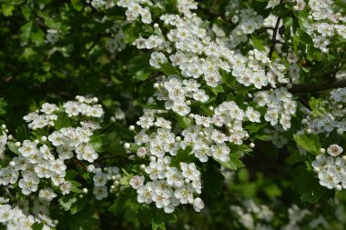 İlkbaharda bir Hawthorn ağacının çiçeği, Crataegus monogyna. Hawthorn (Crataegus oxyacanta) tıbbi bir bitkidir..