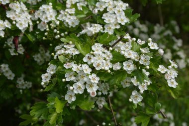 İlkbaharda bir Hawthorn ağacının çiçeği, Crataegus monogyna. Hawthorn (Crataegus oxyacanta) tıbbi bir bitkidir..