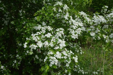 İlkbaharda bir Hawthorn ağacının çiçeği, Crataegus monogyna. Hawthorn (Crataegus oxyacanta) tıbbi bir bitkidir..