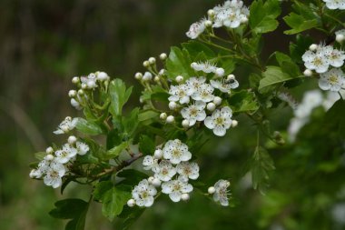 İlkbaharda bir Hawthorn ağacının çiçeği, Crataegus monogyna. Hawthorn (Crataegus oxyacanta) tıbbi bir bitkidir..