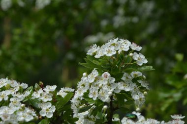 İlkbaharda bir Hawthorn ağacının çiçeği, Crataegus monogyna. Hawthorn (Crataegus oxyacanta) tıbbi bir bitkidir..