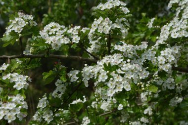 İlkbaharda bir Hawthorn ağacının çiçeği, Crataegus monogyna. Hawthorn (Crataegus oxyacanta) tıbbi bir bitkidir..