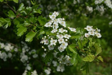 İlkbaharda bir Hawthorn ağacının çiçeği, Crataegus monogyna. Hawthorn (Crataegus oxyacanta) tıbbi bir bitkidir..