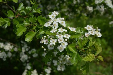 İlkbaharda bir Hawthorn ağacının çiçeği, Crataegus monogyna. Hawthorn (Crataegus oxyacanta) tıbbi bir bitkidir..