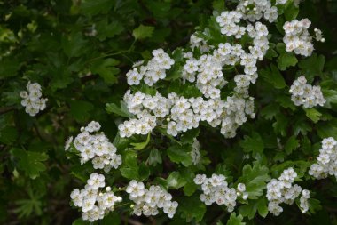 İlkbaharda bir Hawthorn ağacının çiçeği, Crataegus monogyna. Hawthorn (Crataegus oxyacanta) tıbbi bir bitkidir..
