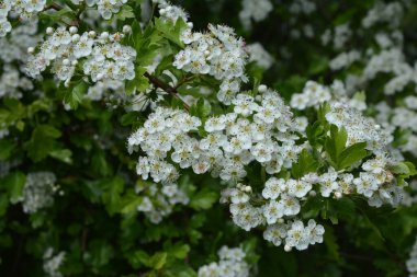 İlkbaharda bir Hawthorn ağacının çiçeği, Crataegus monogyna. Hawthorn (Crataegus oxyacanta) tıbbi bir bitkidir..