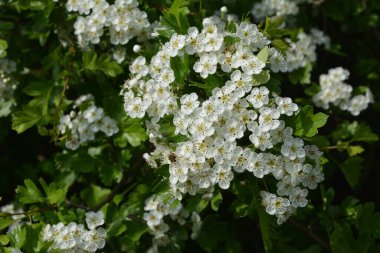 İlkbaharda bir Hawthorn ağacının çiçeği, Crataegus monogyna. Hawthorn (Crataegus oxyacanta) tıbbi bir bitkidir..