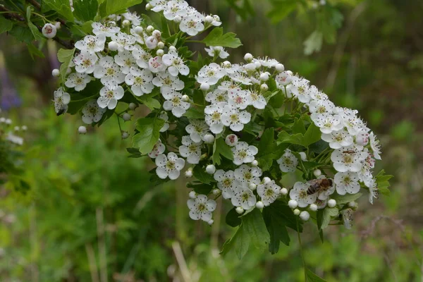 春にはハワソンの木 クラテガス モノギナ の花を咲かせます ホーソーン クラテガスオキシアカンタ は薬用植物です — ストック写真