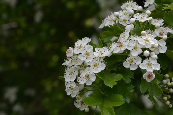 春天里 山楂树的花朵 克拉戴斯的一夫一妻制 Crataegus Oxyacanta 是一种药用植物 — 图库照片
