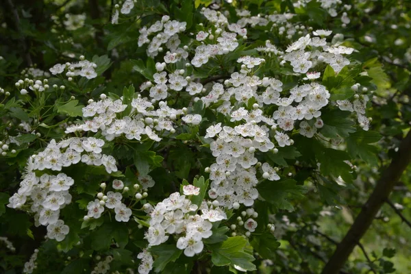 Blossom Hawthorn Tree Crataegus Monogyna Spring Hawthorn Crataegus Oxyacanta Medicinal — Stock Photo, Image