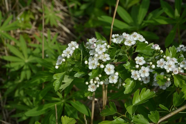 Květ Hlohu Crataegus Monogyna Jaře Hloh Crataegus Oxyacanta Léčivá Rostlina — Stock fotografie