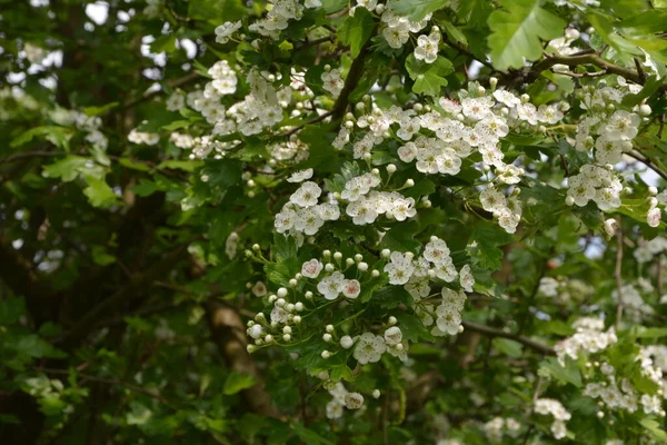 Flor Uma Árvore Hawthorn Crataegus Monogyna Primavera Hawthorn Crataegus Oxyacanta — Fotografia de Stock