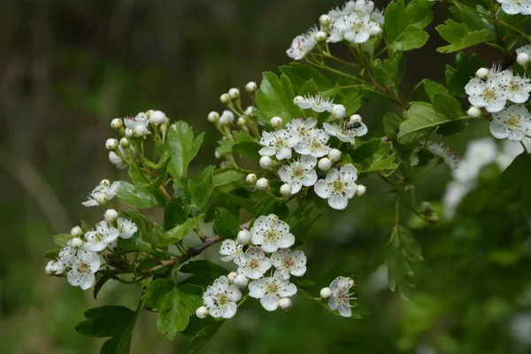 春にはハワソンの木 クラテガス モノギナ の花を咲かせます ホーソーン クラテガスオキシアカンタ は薬用植物です — ストック写真