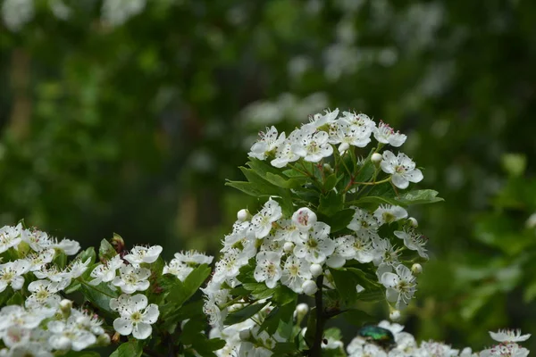 İlkbaharda bir Hawthorn ağacının çiçeği, Crataegus monogyna. Hawthorn (Crataegus oxyacanta) tıbbi bir bitkidir..