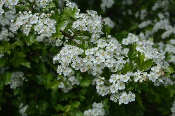 İlkbaharda bir Hawthorn ağacının çiçeği, Crataegus monogyna. Hawthorn (Crataegus oxyacanta) tıbbi bir bitkidir..