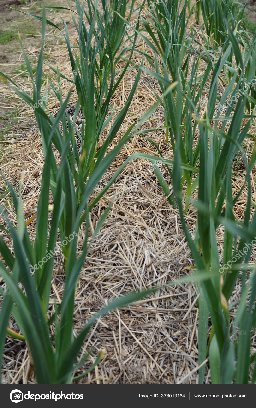 Mulch Mulching Method Cultivation Plants Protection Soil Weeds Green