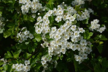 İlkbaharda bir Hawthorn ağacının çiçeği, Crataegus monogyna. Hawthorn (Crataegus oxyacanta) tıbbi bir bitkidir..