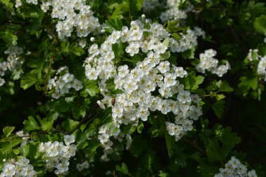 İlkbaharda bir Hawthorn ağacının çiçeği, Crataegus monogyna. Hawthorn (Crataegus oxyacanta) tıbbi bir bitkidir..