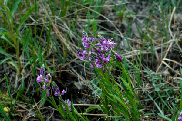 Фіолетова Квітка Дикого Поля Тлі Зеленої Трави Літній Сонячний День — стокове фото