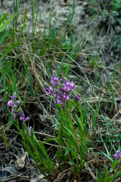 Violette Wildblume Feldglocke Blume Auf Einem Hintergrund Aus Grünem Gras — Stockfoto
