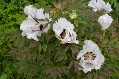 Pembe bir peeonia funruticosa 'nın açık tomurcuğu güzeldir. Yakından büyük şakayık çiçeği. Bahçe bitkileri Beyaz yapraklı Çin şakayığı..
