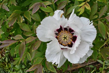 Pembe bir peeonia funruticosa 'nın açık tomurcuğu güzeldir. Yakından büyük şakayık çiçeği. Bahçe bitkileri Beyaz yapraklı Çin şakayığı..